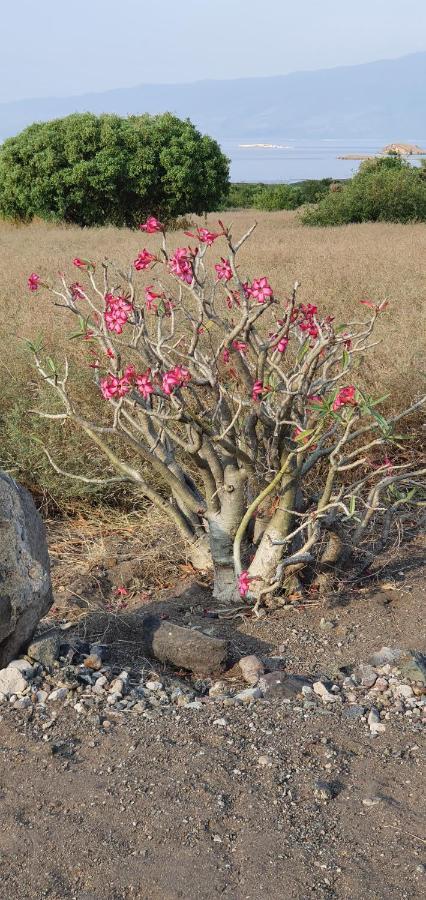 Africa Safari Serengeti Ikoma ภายนอก รูปภาพ