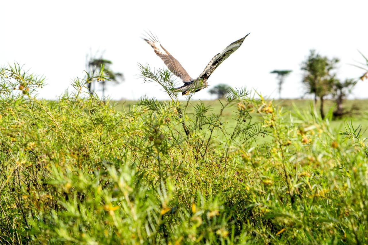 Africa Safari Serengeti Ikoma ภายนอก รูปภาพ